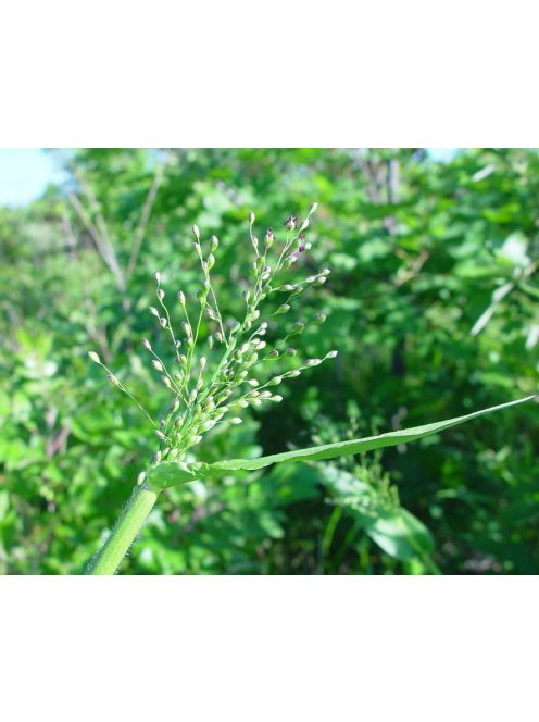 PANICUM clandestinum
