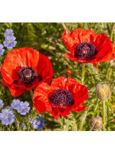 Keleti mák / PAPAVER Orientale-Hybr. 'Brilliant'