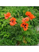 Keleti mák / PAPAVER Orientale-Hybr. 'Brilliant'