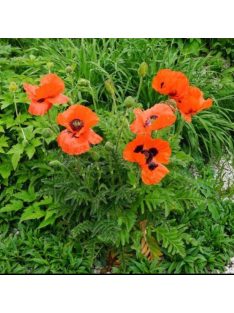 Keleti mák / PAPAVER Orientale-Hybr. 'Brilliant'