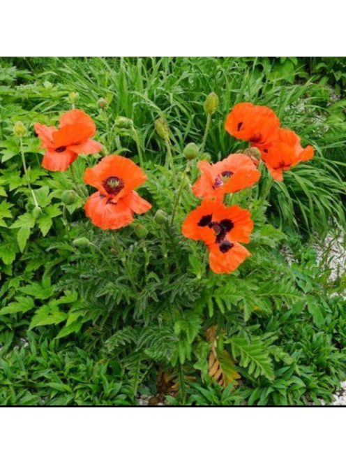Keleti mák / PAPAVER Orientale-Hybr. 'Brilliant'
