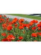 Keleti mák / PAPAVER Orientale-Hybr. 'Brilliant'