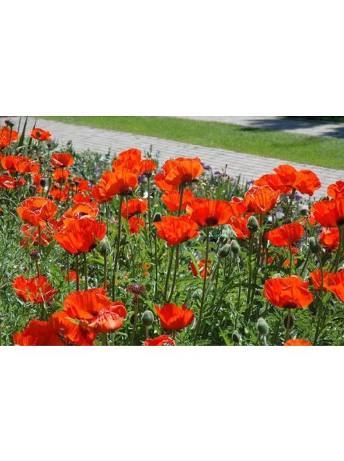 Keleti mák / PAPAVER Orientale-Hybr. 'Brilliant'