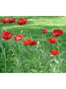 Keleti mák / PAPAVER Orientale-Hybr. 'Brilliant'