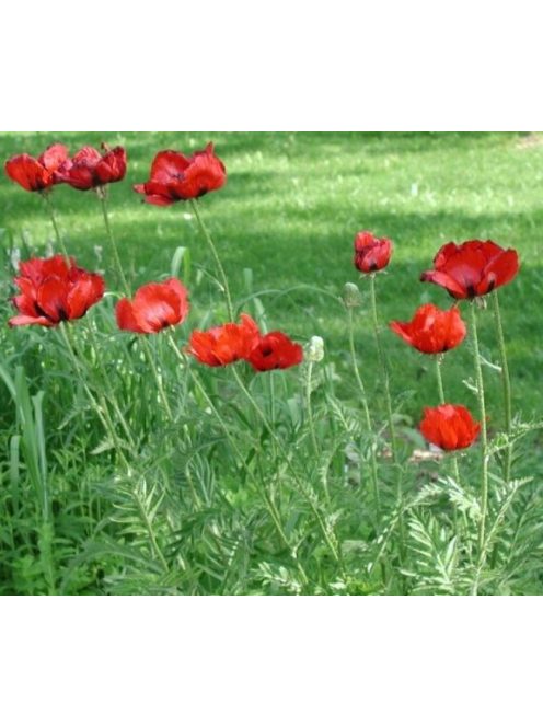 Keleti mák / PAPAVER Orientale-Hybr. 'Brilliant'