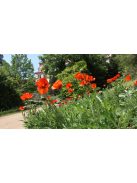Keleti mák / PAPAVER Orientale-Hybr. 'Brilliant'