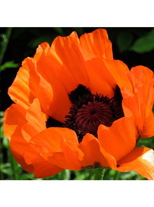 Keleti mák / PAPAVER Orientale-Hybr. 'Prince of Orange'