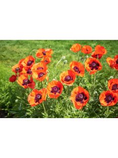   Keleti mák / PAPAVER Orientale-Hybr. 'Prince of Orange'