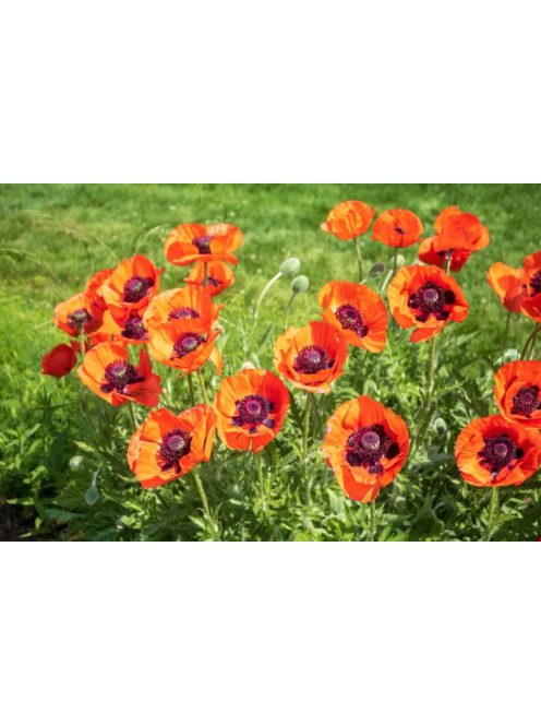 Keleti mák / PAPAVER Orientale-Hybr. 'Prince of Orange'