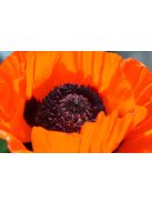 Keleti mák / PAPAVER Orientale-Hybr. 'Prince of Orange'