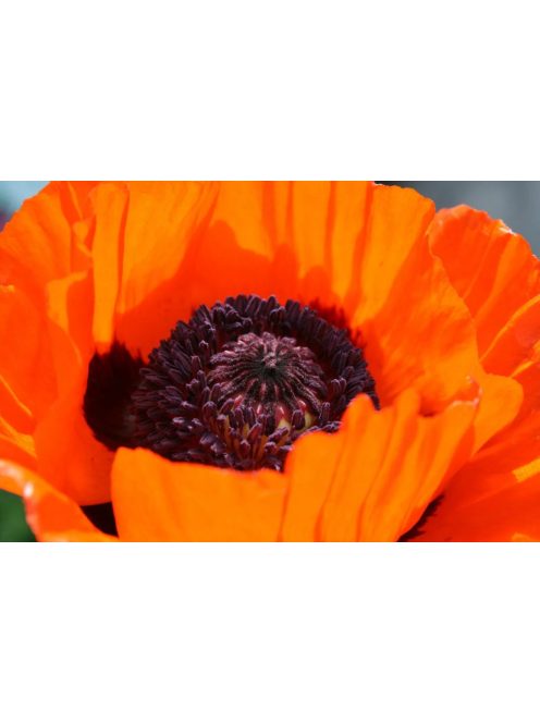 Keleti mák / PAPAVER Orientale-Hybr. 'Prince of Orange'