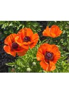 Keleti mák / PAPAVER Orientale-Hybr. 'Prince of Orange'