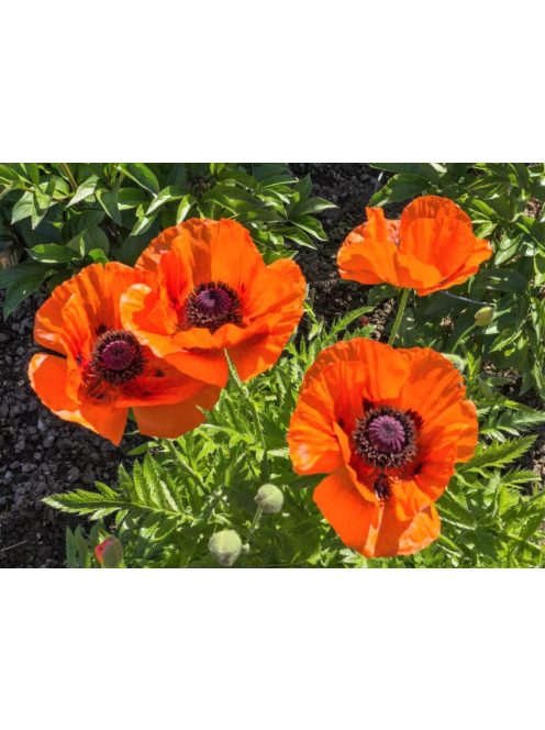 Keleti mák / PAPAVER Orientale-Hybr. 'Prince of Orange'