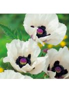 Keleti mák / PAPAVER Orientale-Hybr. 'Royal Wedding'