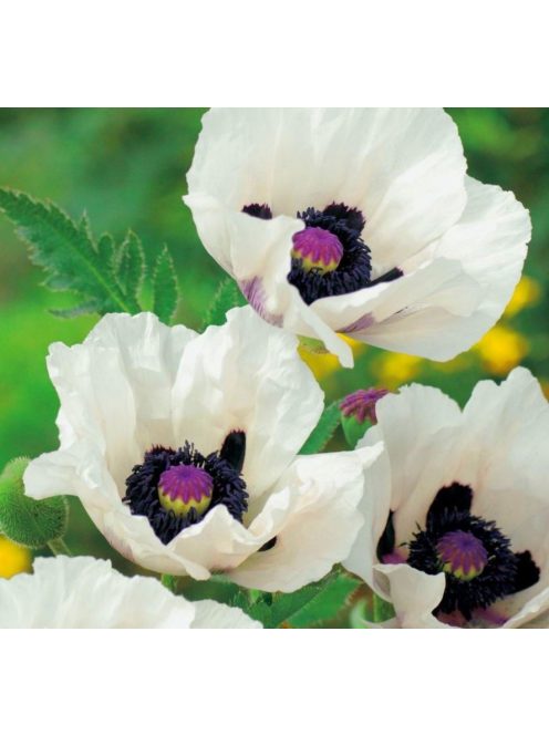 Keleti mák / PAPAVER Orientale-Hybr. 'Royal Wedding'