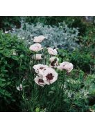 Keleti mák / PAPAVER Orientale-Hybr. 'Royal Wedding'