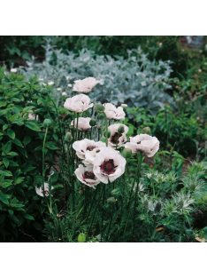   Keleti mák / PAPAVER Orientale-Hybr. 'Royal Wedding'