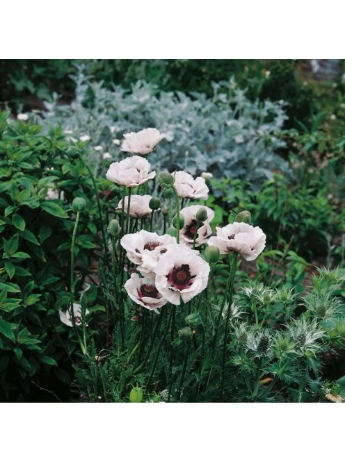Keleti mák / PAPAVER Orientale-Hybr. 'Royal Wedding'