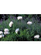 Keleti mák / PAPAVER Orientale-Hybr. 'Royal Wedding'