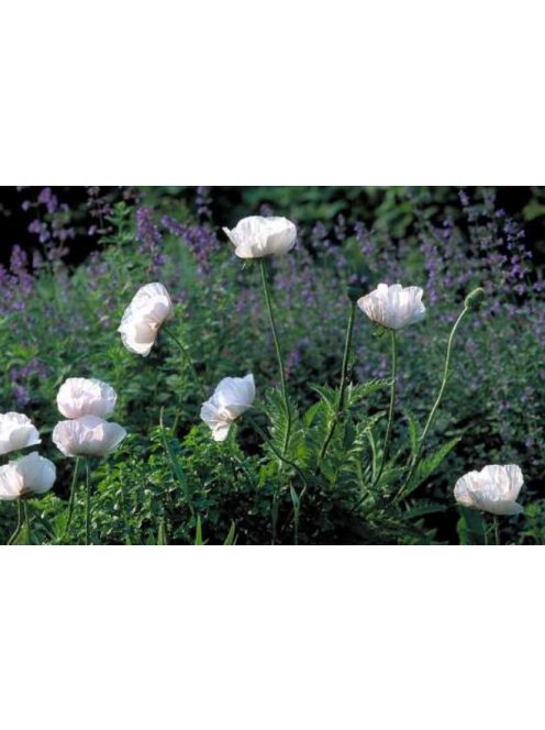 Keleti mák / PAPAVER Orientale-Hybr. 'Royal Wedding'