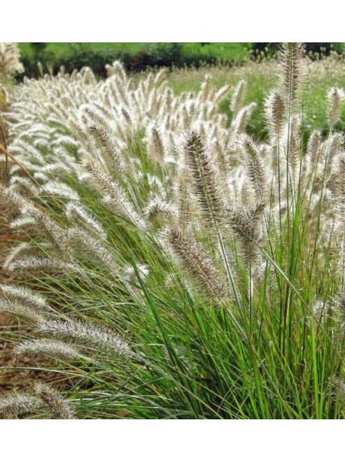 Évelő tollborzfű / PENNISETUM alopecuroides