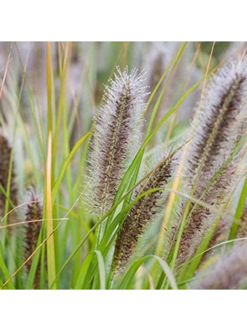Évelő tollborzfű / PENNISETUM alopecuroides var. viridescens