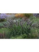 Évelő tollborzfű / PENNISETUM alopecuroides var. viridescens