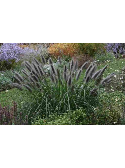 Évelő tollborzfű / PENNISETUM alopecuroides var. viridescens