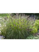 Évelő tollborzfű / PENNISETUM alopecuroides var. viridescens