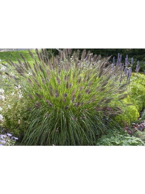 Évelő tollborzfű / PENNISETUM alopecuroides var. viridescens
