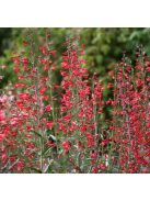 Szakállas bugatölcsér / PENSTEMON barbatus ssp. coccineus