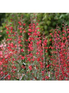 Szakállas bugatölcsér / PENSTEMON barbatus ssp. coccineus