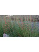 Szakállas bugatölcsér / PENSTEMON barbatus ssp. coccineus