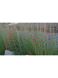 Szakállas bugatölcsér / PENSTEMON barbatus ssp. coccineus
