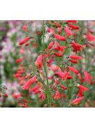 Szakállas bugatölcsér / PENSTEMON barbatus ssp. coccineus