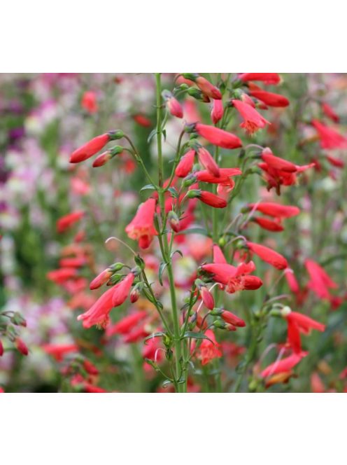 Szakállas bugatölcsér / PENSTEMON barbatus ssp. coccineus