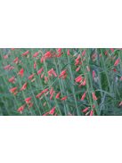 Szakállas bugatölcsér / PENSTEMON barbatus ssp. coccineus