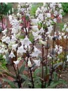 Bíborlevelű bugatölcsér / PENSTEMON digitalis 'Husker Red Superior Strain'
