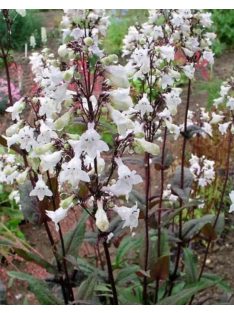   Bíborlevelű bugatölcsér / PENSTEMON digitalis 'Husker Red Superior Strain'
