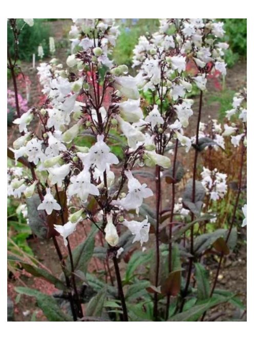 Bíborlevelű bugatölcsér / PENSTEMON digitalis 'Husker Red Superior Strain'