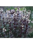 Bíborlevelű bugatölcsér / PENSTEMON digitalis 'Husker Red Superior Strain'