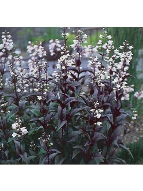 Bíborlevelű bugatölcsér / PENSTEMON digitalis 'Husker Red Superior Strain'