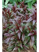 Bíborlevelű bugatölcsér / PENSTEMON digitalis 'Husker Red Superior Strain'