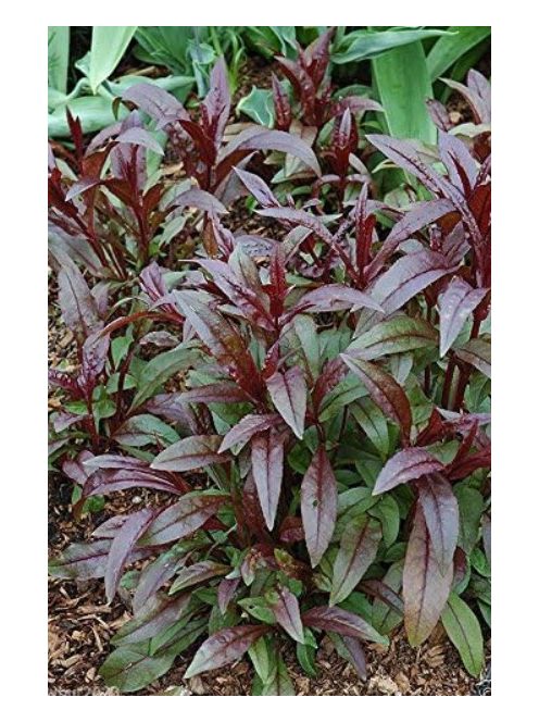 Bíborlevelű bugatölcsér / PENSTEMON digitalis 'Husker Red Superior Strain'