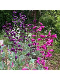   Nagyvirágú bugatölcsér / PENSTEMON grandiflorus Prairie Jewel®