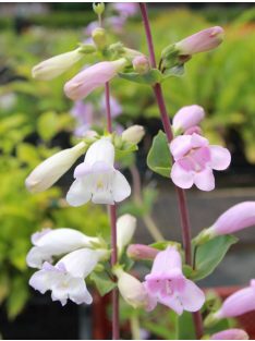   Nagyvirágú bugatölcsér / PENSTEMON grandiflorus Prairie Jewel®