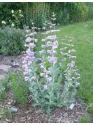 Nagyvirágú bugatölcsér / PENSTEMON grandiflorus Prairie Jewel®