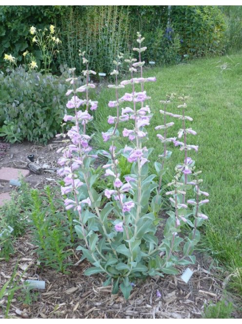 Nagyvirágú bugatölcsér / PENSTEMON grandiflorus Prairie Jewel®