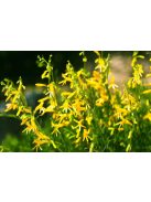 Fenyőlevelű bugatölcsér / PENSTEMON pinifolius 'Mersea Yellow'