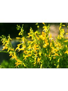   Fenyőlevelű bugatölcsér / PENSTEMON pinifolius 'Mersea Yellow'